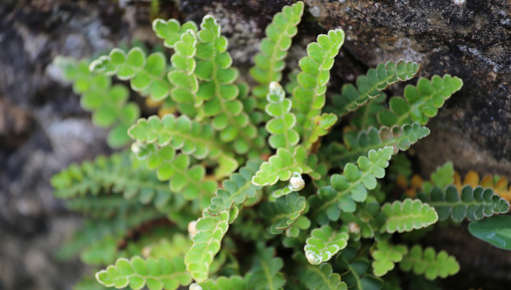 Cétérach officinal (Asplenium ceterach) © Nicolas Macaire / LPO