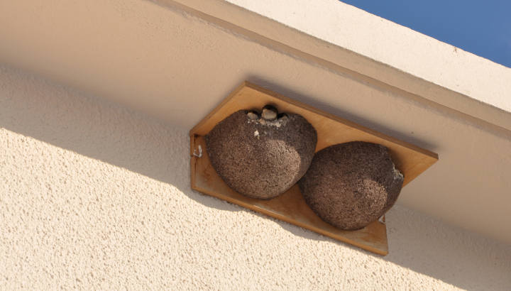 Deux nids d'hirondelles de fenêtres installés sur la façade d'un bâtiment