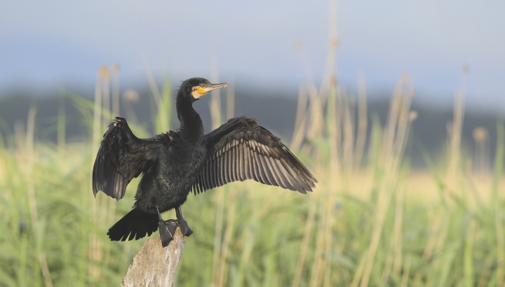 grand cormoran se séchant les ailes sur un arbre