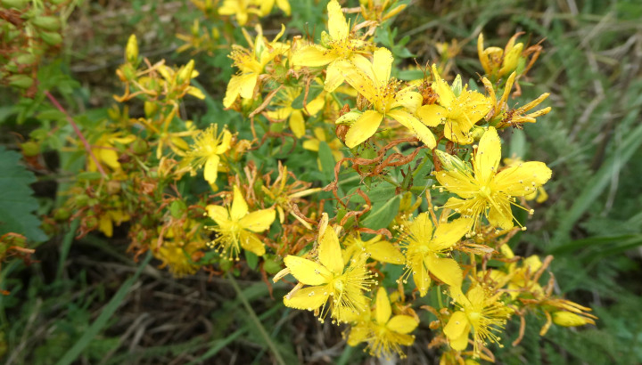 Millepertuis perforé (Hypericum perforatum) © Thibault Lefort / LPO