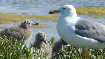 Goéland au nid avec ses deux poussins