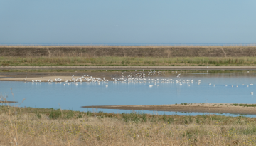 Oiseaux sur les bassins du Curé