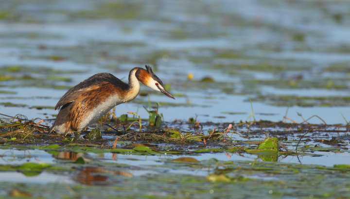 Grèbe huppé les pieds dans l'eau