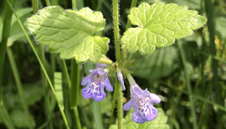 Lierre terrestre (Glechoma hederacea) © Nicolas Macaire / LPO