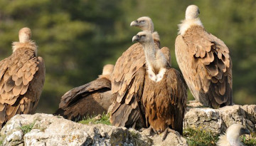 Groupe de vautours fauves posés sur des rochers