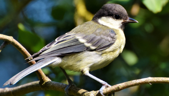 mésange charbonnière