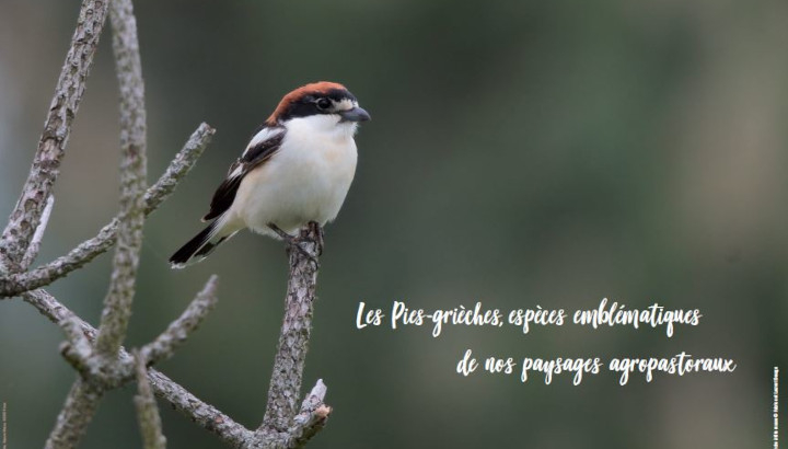 Poster : Pie-grièche à tête rousse posée sur une branche