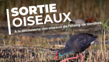 Affiche sortie Vendres 17 octobre
