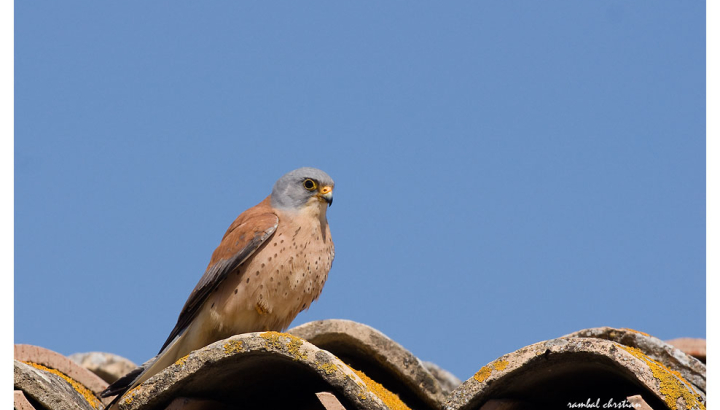 Faucon crécerellette © Rambal