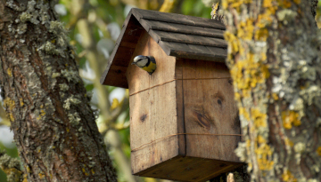 Mésange bleue sortant la tête de son nichoir