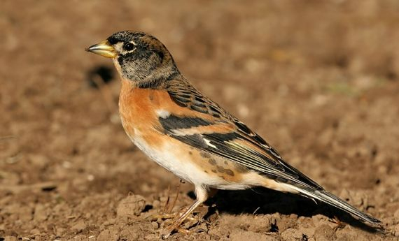 Pinson du nord (Fringilla montifringilla)