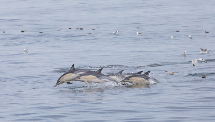 Dauphins en groupe en train de nager