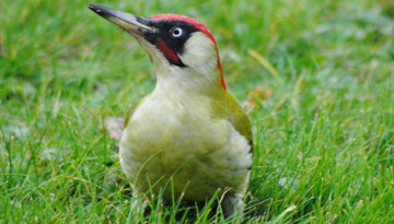 Pic vert (Picus viridis) © Pixabay