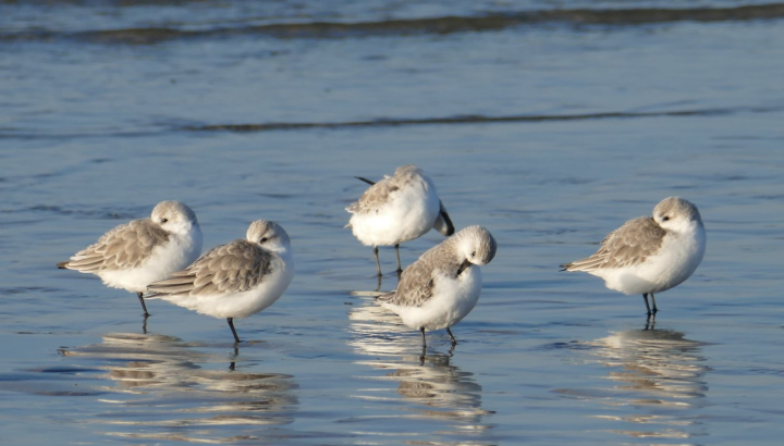 Aigrette garzette  Didier Plouchard