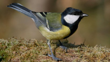 Mésange charbonnière (Parus major)