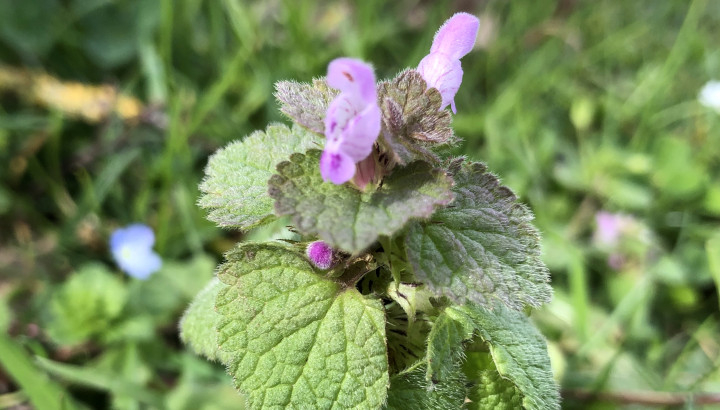 Lamier pourpre (Lamium purpureum) © Nicolas Macaire / LPO