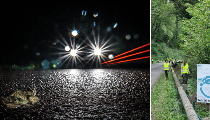 Dispositifs de sauvetage routier d'amphibien : on compte sur vous !