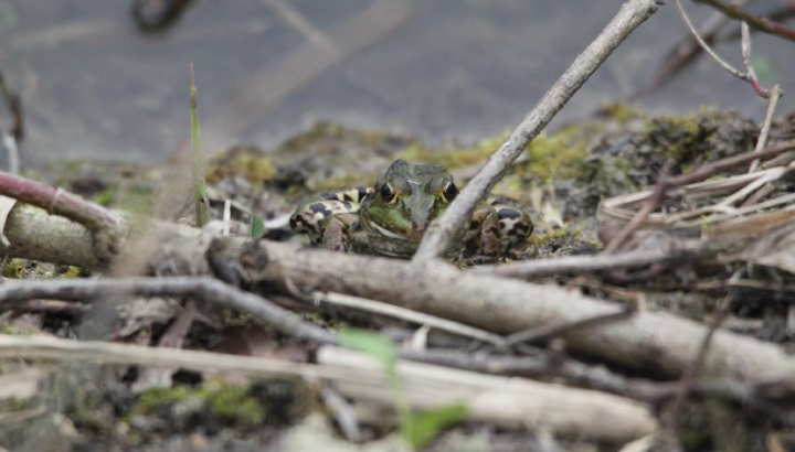 Grenouille verte