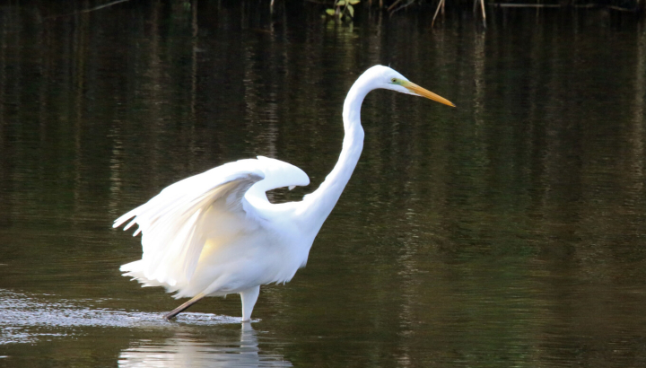 Grande aigrette