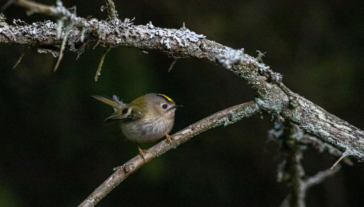 Roitelet huppé de profil sur une branche