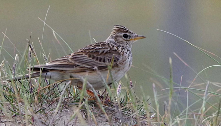 Alouette des champs (Alauda arvensis) © LPO Normandie