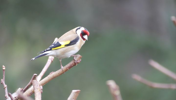 Photo de chardonneret