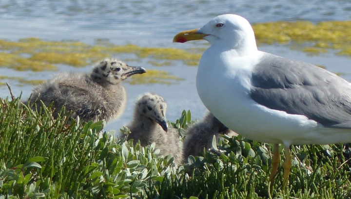 Goéland avec ses trois poussins