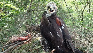 Le jeune aigle royal lors de la pose du GPS