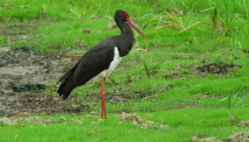 panneau exposition cigogne noire