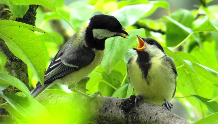 Mésange charbonnière