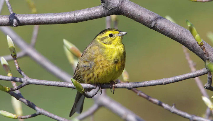 Bruant jaune (Emberiza citrinella) © Frédéric Malvaud / LPO Normandie