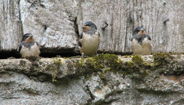Trois hirondelles rustiques