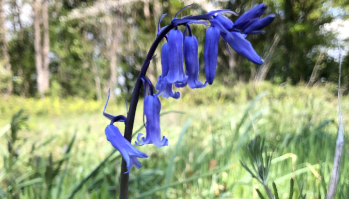 Jacinthe des bois (Hyacinthoides non-scripta) © Nicolas Macaire / LPO