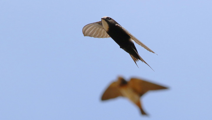 Martinet cafre et hirondelle en vol dans le ciel