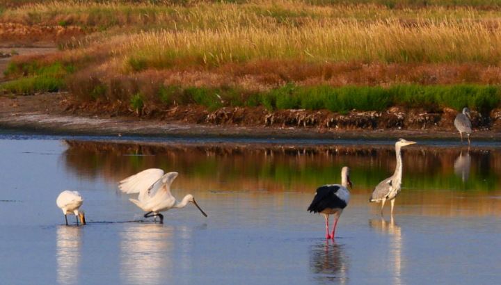 Cigogne blanche et autres échassiers, symboles du marais©RNNMO-LPO