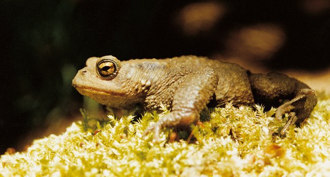 Crapaud commun dans de la mousse