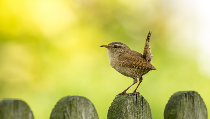 Troglodyte mignon (Troglodytes troglodytes) © Pixabay