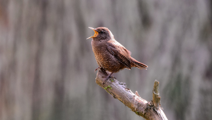 Troglodyte mignon (Troglodytes troglodytes) / Pixabay