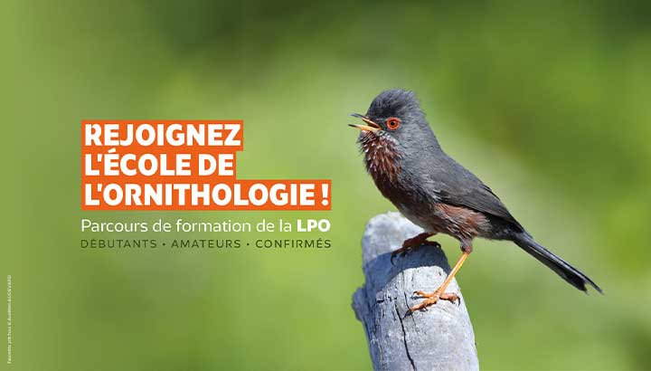 L’École de l’ornithologie arrive en Provence !
