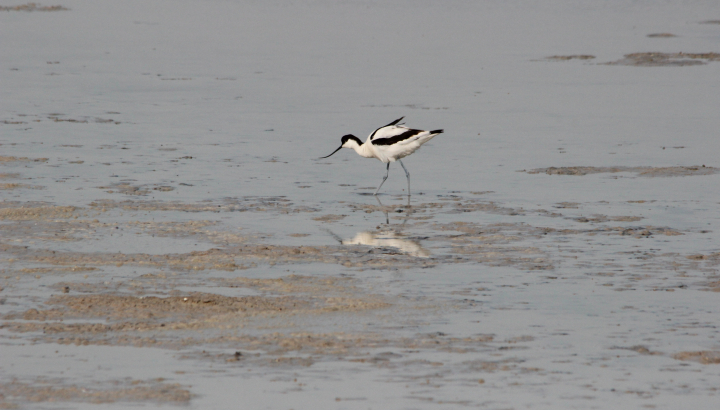 Avocette © P.Maigre