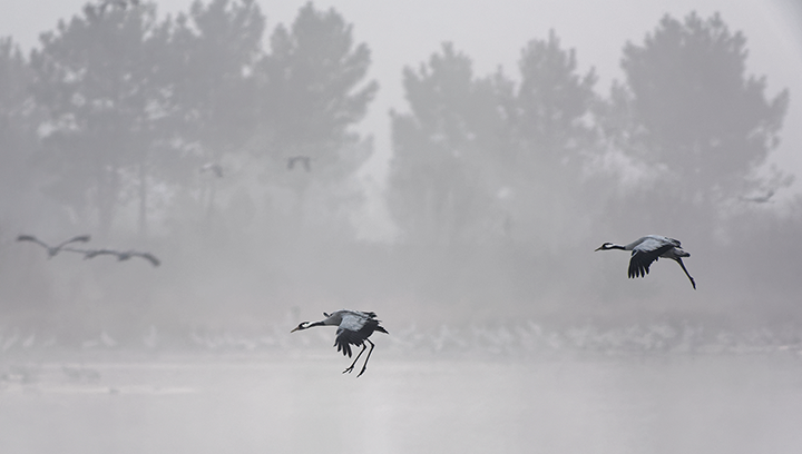 grues cendrées