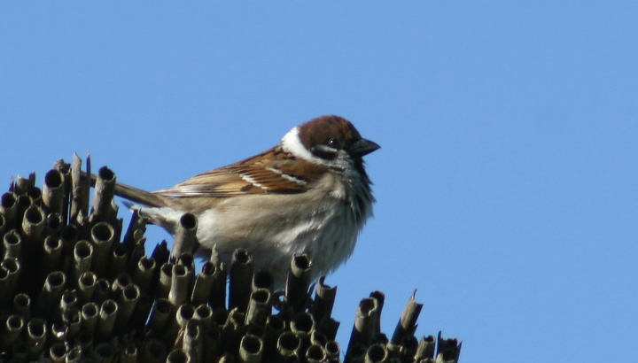 Moineau friquet (Passer montanus) © Nicolas Macaire / LPO