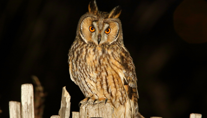 Hibou moyen-duc © Aurélien Audevard