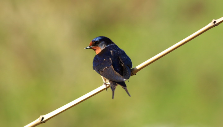 Hirondelle rustique