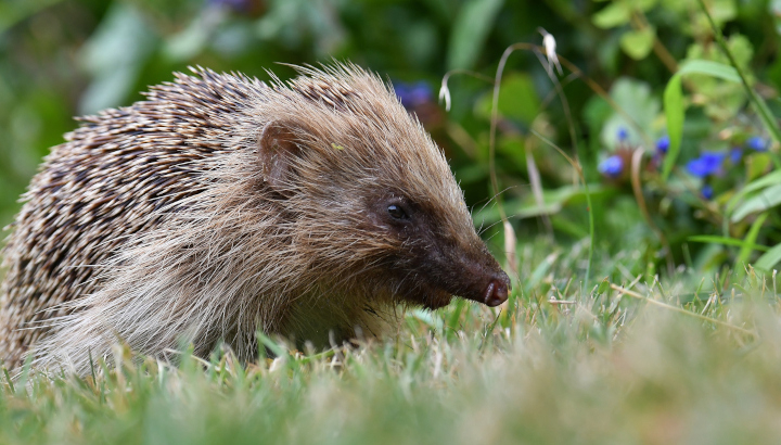 Hérisson dans un jardin en journée