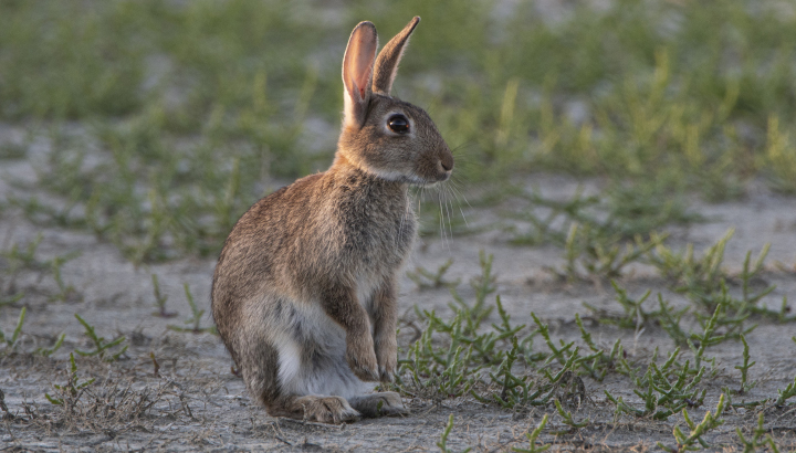 Lapin de Garenne