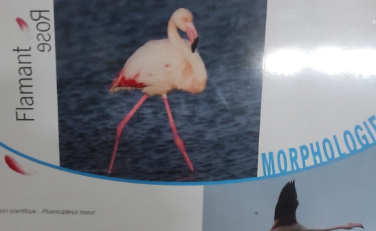 Expo flamant rose