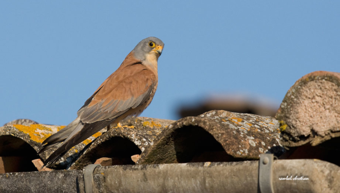 Faucon crécerellette © Ch.Rambal_LPO Occitanie
