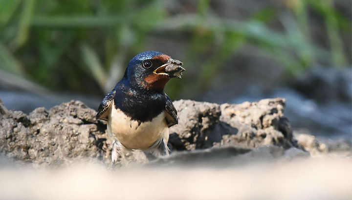 Hirondelle rustique © Nicolas Auger