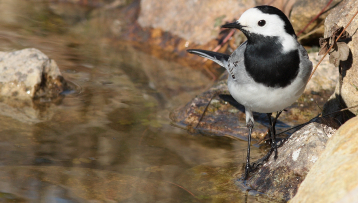 Bergeronnette grise (Motacilla alba) au bord de l'eau © Mickaël Lefèvre